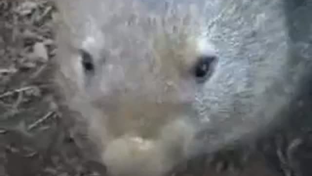 Гигантский хомяк