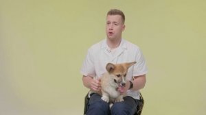 ПОРОДА КОРГИ! Особенности! Как кормить? Как ухаживать?