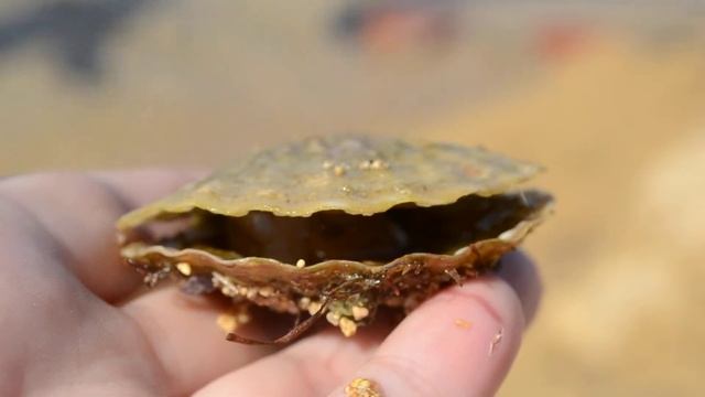морской гребешок на Донузлаве