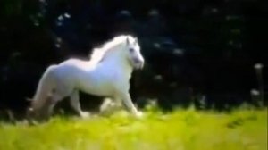 Знаменитый клип про лошадей ?