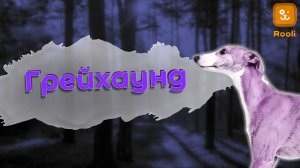 Грейхаунд: Скорость, Красота, Нежность