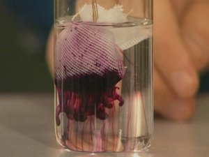 Химия. Опыты. Неорганика. Растворение твердых веществ в воде