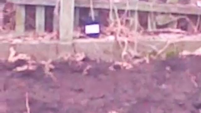 Сорта вересковых и ягодников . Часть2 смотреть онлайн