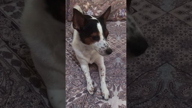 Всемирный день домашних животных❤️ смотреть онлайн