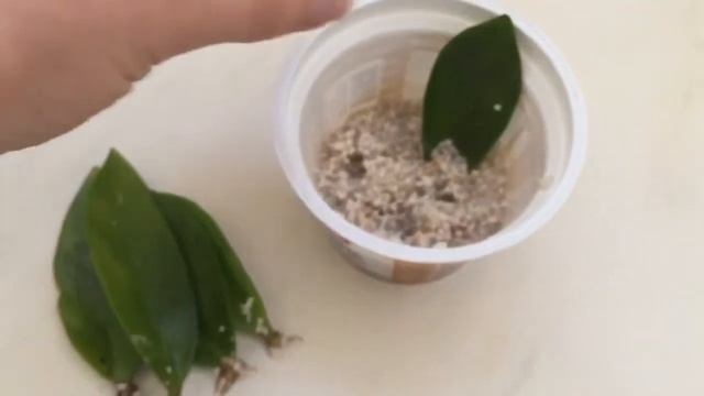 Замиокулькас. Zz Plant. Размножение листом. Результат спустя 2 месяца