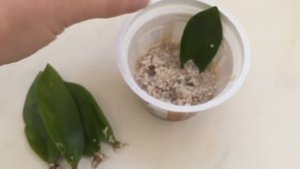 Замиокулькас. Zz Plant. Размножение листом. Результат спустя 2 месяца