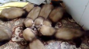 Хорята раздирают курицу