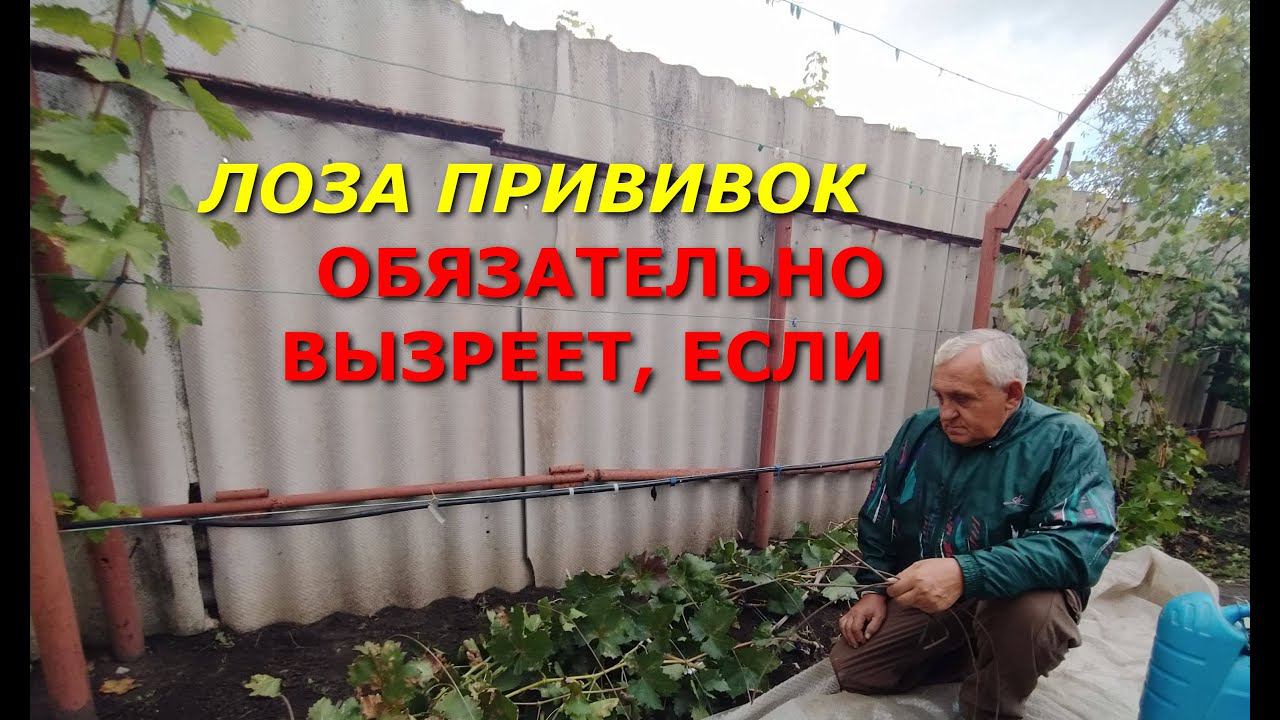 ЛОЗА ПРИВИВОК ОБЯЗАТЕЛЬНО ВЫЗРЕЕТ, ЕСЛИ ПРИМЕНИТЕ ЭТОТ СПОСОБ! смотреть онлайн
