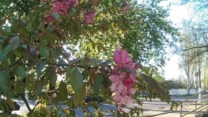 Яблоня Райская! Цветение! Райка!