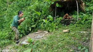 FULL VIDEO: 150 days surviving with 2 puppies in the rainforest, survival alone, survival instinct