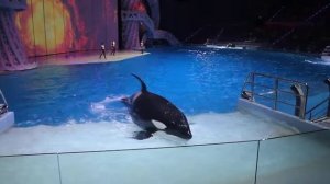 Москвариум, косатки выступление