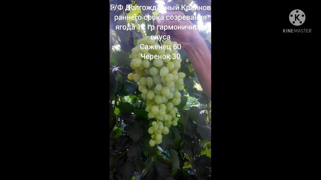 Каталог Эльвиры Якубенко смотреть онлайн