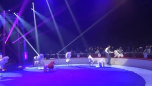 Цирковое шоу королевских пуделей | bravomos.ru