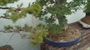 Как вырастить бонсай. Бонсай своими руками.