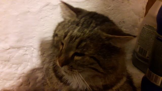 кот балдеет когда ему чешут животик.mp4 смотреть онлайн