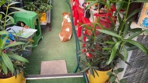 Тем временем в "домике для цитрусов"