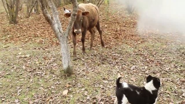 Готовим Индейку Целиком на Костре смотреть онлайн