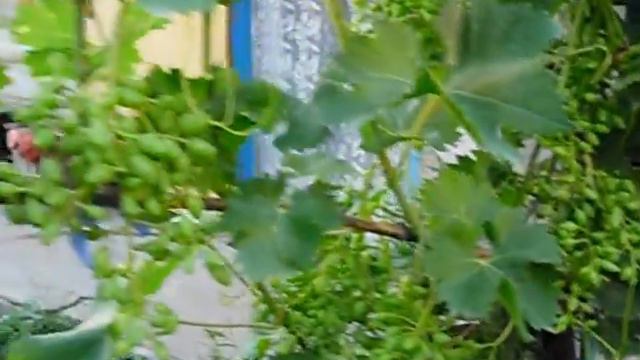 Огород. смотреть онлайн