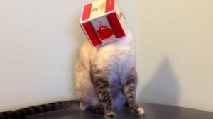 Смешные и забавные кошки и коты #13