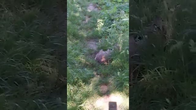 🐱🌿 Кот Смурфик играет в траве с кусочком сала. 🥓🌱 смотреть онлайн