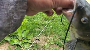 Multi-species Fishing Using the Berkley Gulp Minnows and Bait