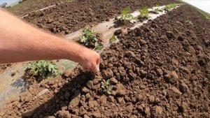 Подкормка арбуза ??? 15 06 23