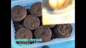 КУПАЛЬНИЦА и еще интересные СЕМЯШКИ для посадки выбрала!