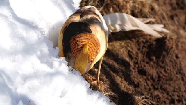 Стабилизация с рук, 400 мм. Sony A7 IV смотреть онлайн