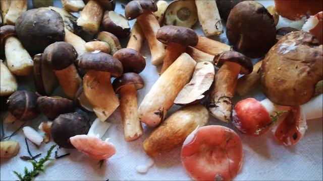 Собираем грибы.  Наш рецепт приготовления грибов.Zbieranie grzybów. Jak gotujemy grzyby? смотреть онлайн