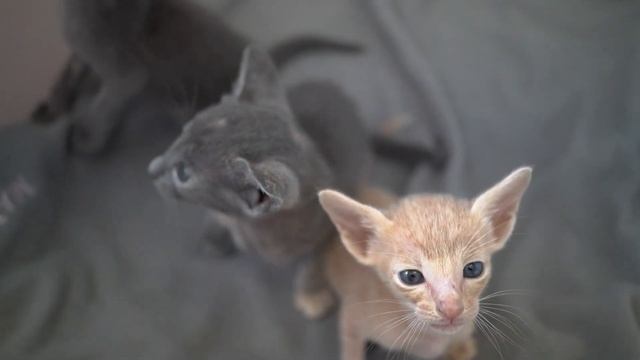 Ориентальные котята - 1 месяц