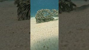 Сом движется над тропическим рифом