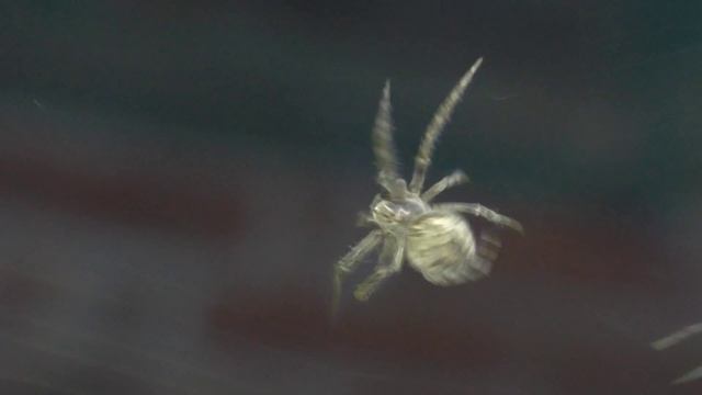 Как паук плетёт паутину смотреть онлайн