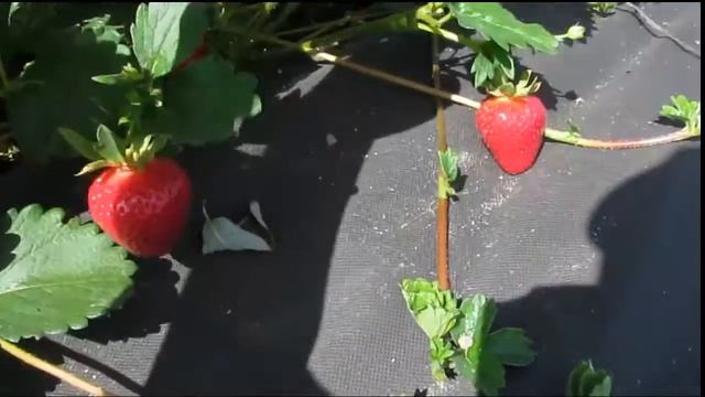 Ранний сорт клубники Моллинг Столетие (Моллинг Сентинэри) с неповторимым вкусом! смотреть онлайн