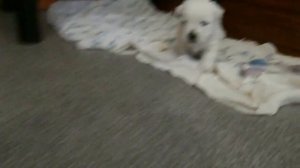 Щенки Вест Хайленд вайт  терьера