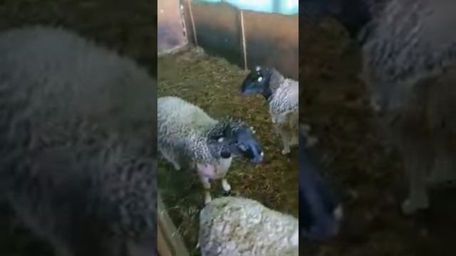 Отбор Дорпер Немецкая селекция\ Продажа скота из Европы \ ЭЛЬСТАДО смотреть онлайн