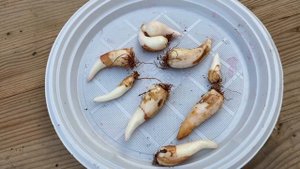 КАНДЫК осенняя посадка. Редкое луковичное растение в наших садах