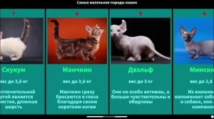 Самые маленькие породы кошек