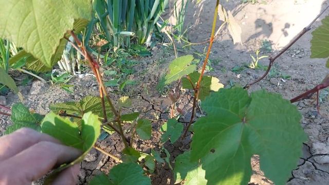 Состояние винограда 17.06.2023 смотреть онлайн