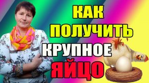 Как получить от курицы КРУПНОЕ ЯЙЦО.