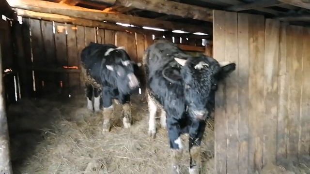 Годовалые чёрно-пёстрые бычки. Измеряем вес