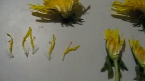 ОДУВАНЧИК (цветы из шелка,  цветы из ткани) видео в помощь мастерам цветоделия