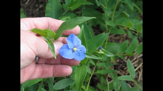 КОММЕЛИНА  (COMMELINA)  сем. Коммелиновые