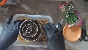 Выращивание тимьяна из семян. Как посадить тимьян.