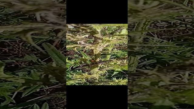 Жизнь Божьей коровки