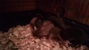 Крысы пищат от удовольствия ??? Звук голодных крыс Писк крысы