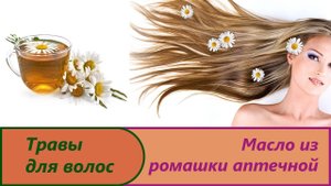 Масло из ромашки аптечной. Изготовление вытяжки из ромашки.Рецепт ромашки. Купить масло ромашки.