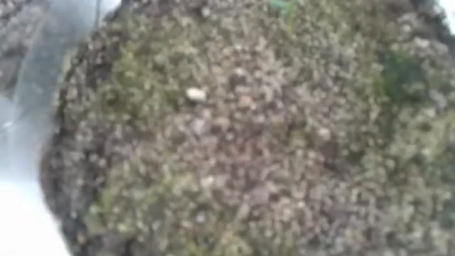 Выращивание туи из семян в домашних условиях / Продолжение смотреть онлайн