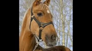 Потрясающие, самые красивые фото пород лошадей