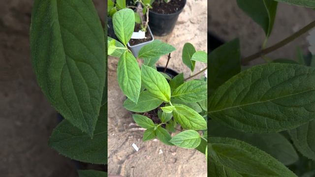 Обзор покупочек 🥳 : гортензии, лаванд, клематисы 🪴 смотреть онлайн