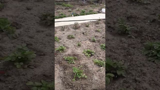 Земляника высажена в открытый грунт! Сорт "Али-Баба, "Женева", "Елизавета","Капелька". смотреть онлайн